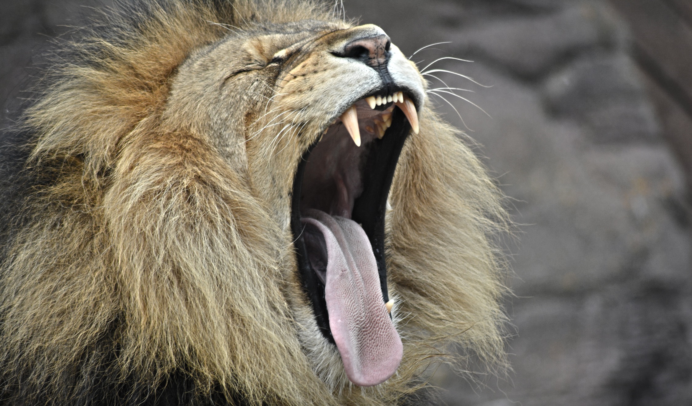 un leone con la bocca spalancata